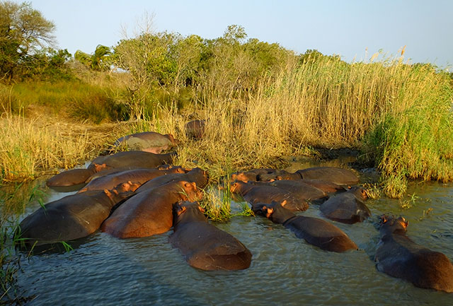 Group of hippos | Towards A Better Planet Symposium