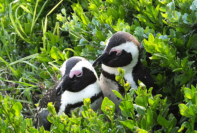 osprey | Towards A Better Planet Symposium