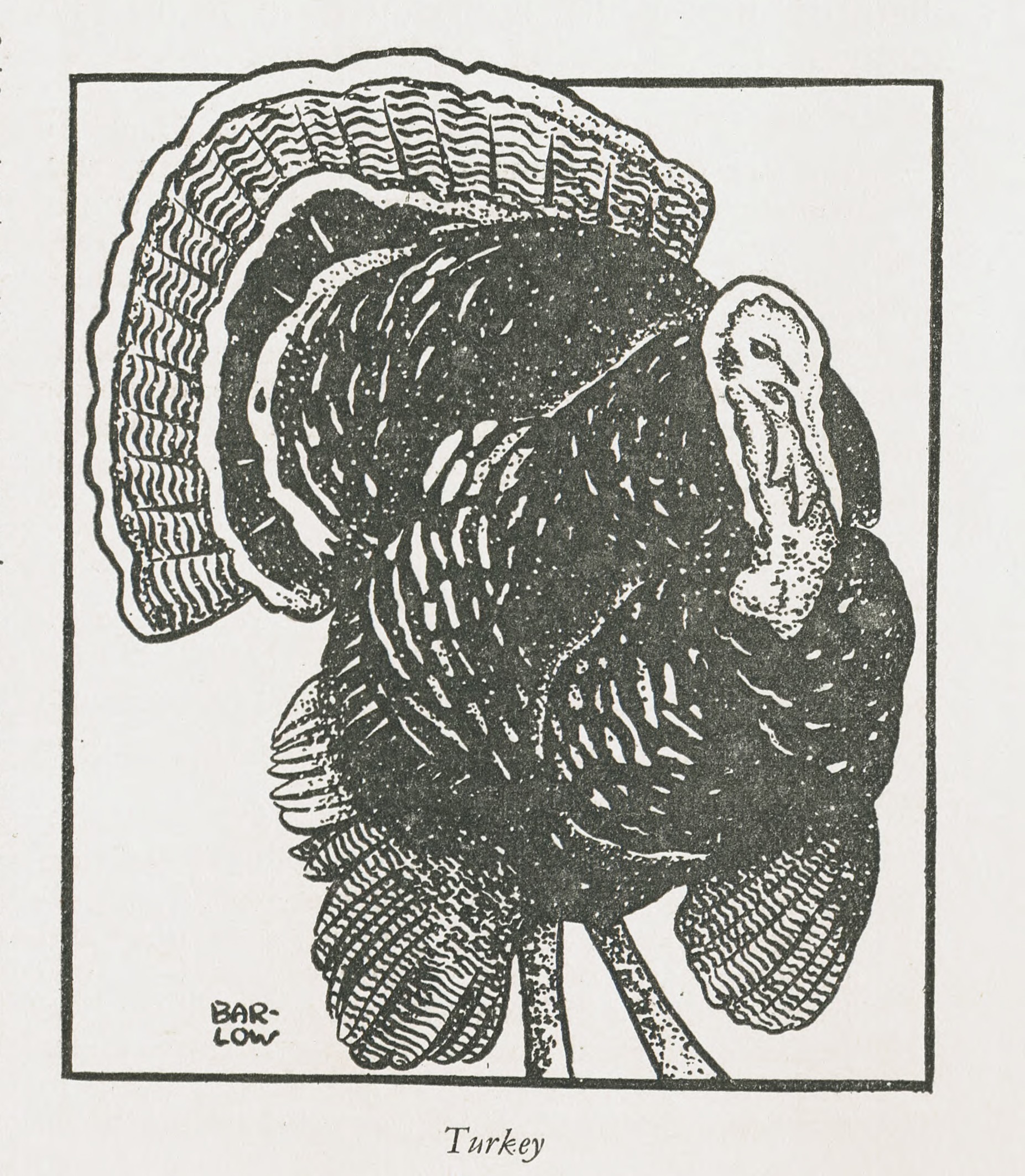 Cartoon of a male turkey from The Animals' Friend, December 1938.