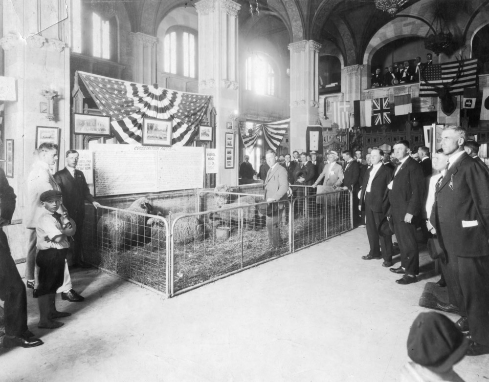 A patriotic sheep display in a Raleigh bank, 23 May 1918, one of several NC Agricultural Extension Service promotions during World War I.