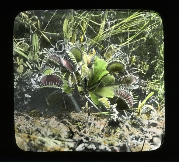 Wells probably took this photo of a venus flytrap during one of his visits to the Big Savannah between 1919 and 1932..