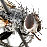 Up Close and Entomological: Visualizing Arthropod Diversity through Macro Photography