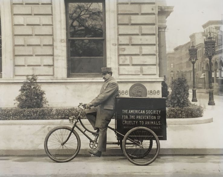 ASPCA inspector on a bicycle, date unknown, from the collection of the ASPCA.