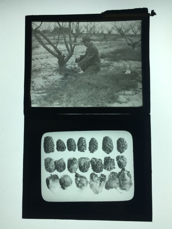 Lantern slides from Department of Plant Pathology: Investigating tree stands bearing fungus (top) and diseased berries (bottom), undated (Slide box 42)