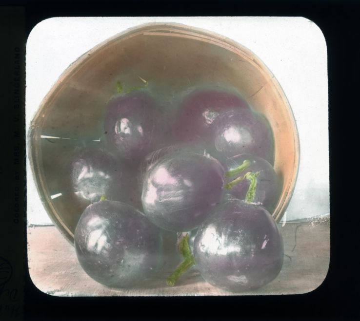 Eggplants in basket, colorized, circa 1910