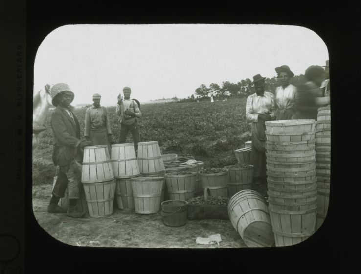 Harvesting peas, circa 1900