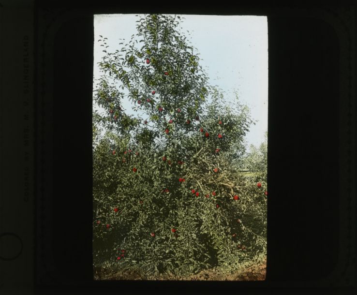 Peach tree, colorized, circa 1910