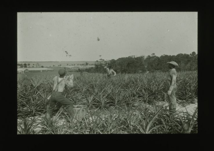 Men harvesting pineapples, one man tossing a fruit to another, circa 1910