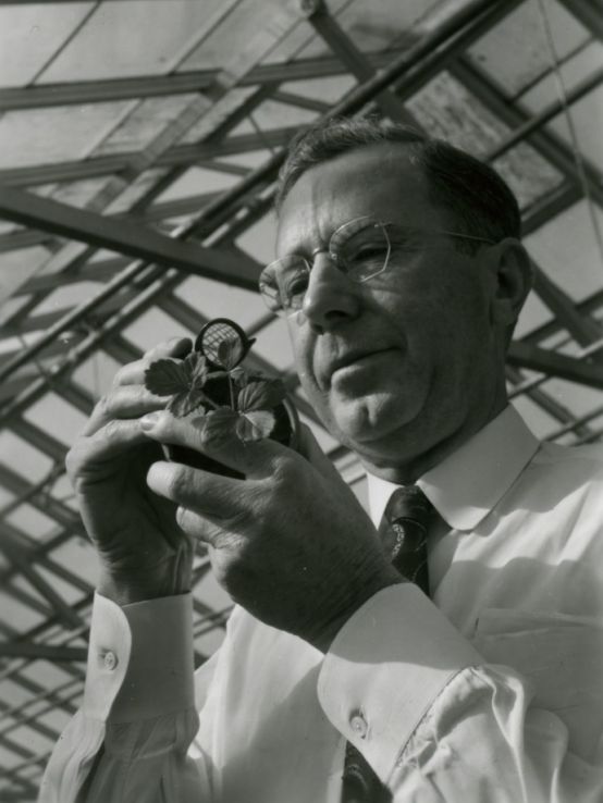 E. B. Morrow examining a potted strawberry plant, 1955