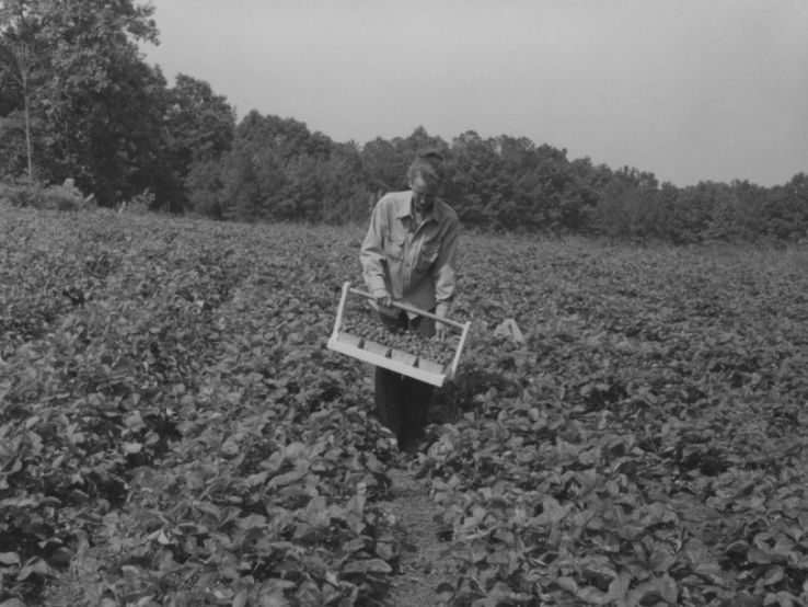 Picking strawberries in Wake Co., NC, 1958.