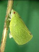 photo of a planthopper